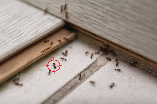 Best Cockroach Control Services  in Decorah, IA