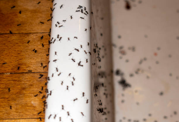 Best Commercial Pest Control Services  in Decorah, IA