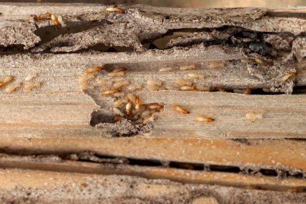 Best Residential Pest Control  in Decorah, IA